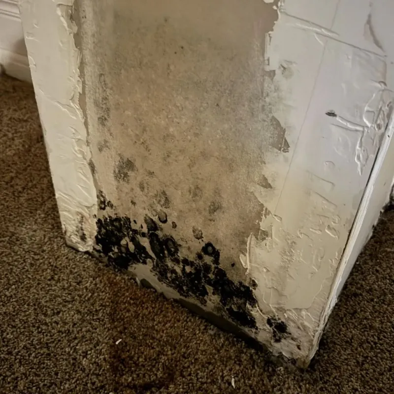 Professional Mold Removal in McCormick, SC